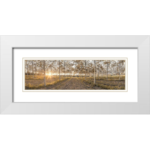 Pathway through trees in forest, FTBR-1834 White Modern Wood Framed Art Print with Double Matting by Frank, Assaf