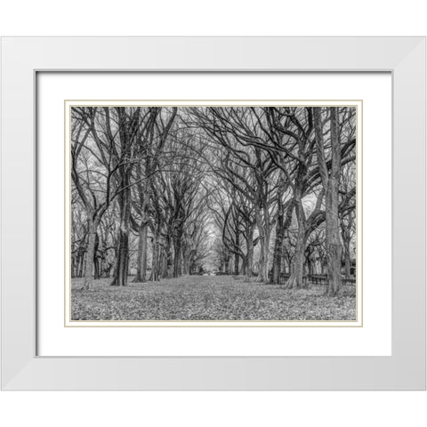 Rows of trees in Central park, New York White Modern Wood Framed Art Print with Double Matting by Frank, Assaf