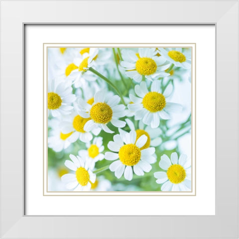 Bunch of colorful Roses in a jar White Modern Wood Framed Art Print with Double Matting by Frank, Assaf