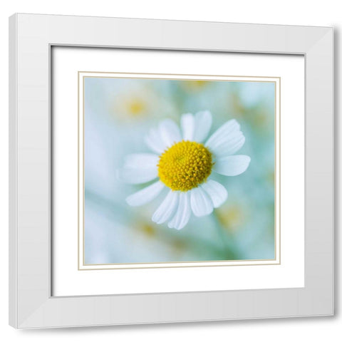 Bunch of colorful Roses in a jar White Modern Wood Framed Art Print with Double Matting by Frank, Assaf