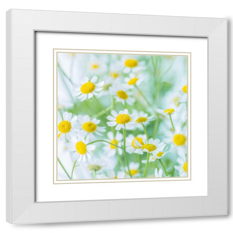 White Daisies in studio White Modern Wood Framed Art Print with Double Matting by Frank, Assaf