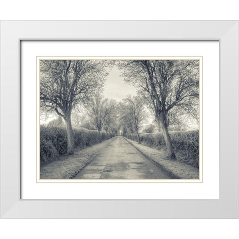Road through trees, FTBR-1911 White Modern Wood Framed Art Print with Double Matting by Frank, Assaf