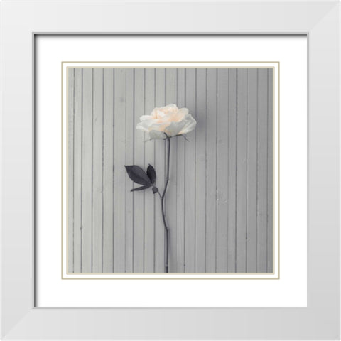 Rose on table White Modern Wood Framed Art Print with Double Matting by Frank, Assaf