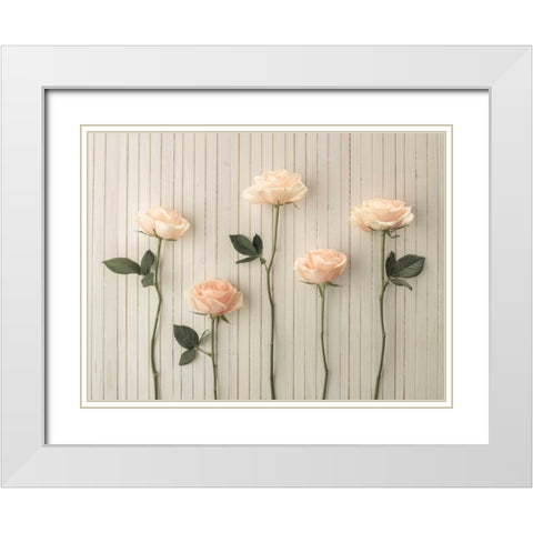 Roses in a row on table White Modern Wood Framed Art Print with Double Matting by Frank, Assaf