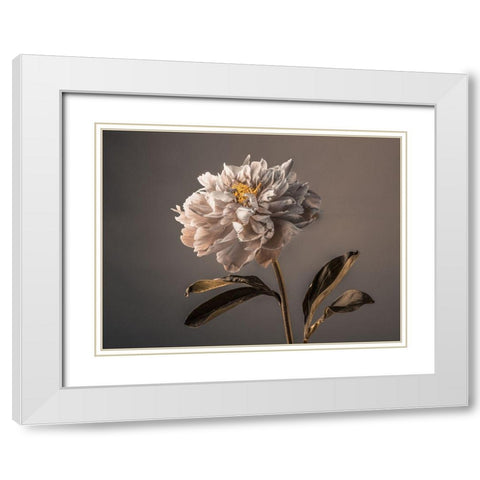 Peony flower White Modern Wood Framed Art Print with Double Matting by Frank, Assaf