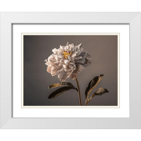 Peony flower White Modern Wood Framed Art Print with Double Matting by Frank, Assaf