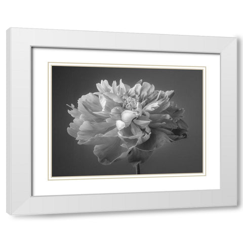 Peony flower White Modern Wood Framed Art Print with Double Matting by Frank, Assaf