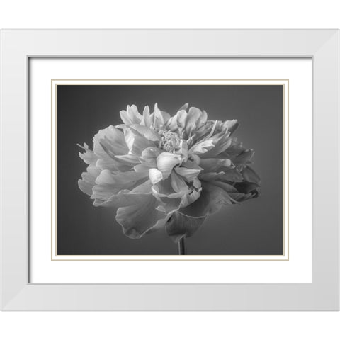 Peony flower White Modern Wood Framed Art Print with Double Matting by Frank, Assaf
