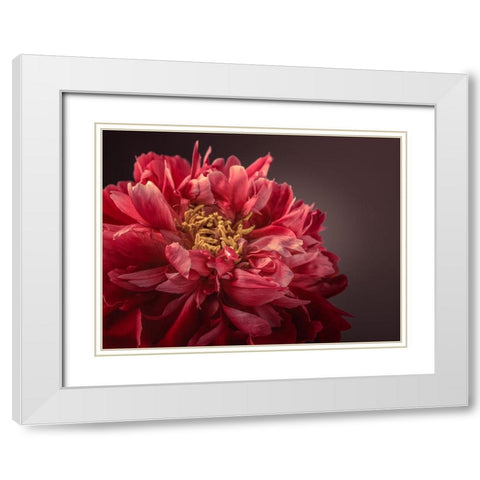 Peony flower White Modern Wood Framed Art Print with Double Matting by Frank, Assaf