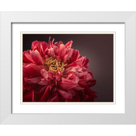 Peony flower White Modern Wood Framed Art Print with Double Matting by Frank, Assaf