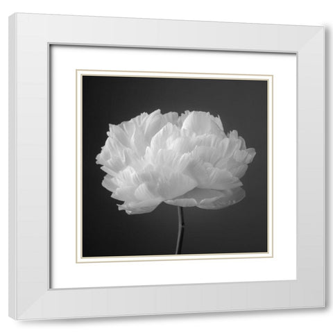 Peony flower White Modern Wood Framed Art Print with Double Matting by Frank, Assaf
