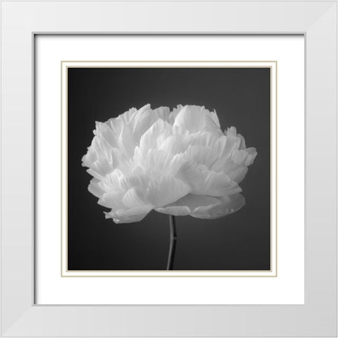 Peony flower White Modern Wood Framed Art Print with Double Matting by Frank, Assaf