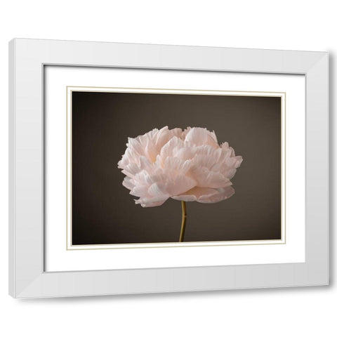 Peony flower White Modern Wood Framed Art Print with Double Matting by Frank, Assaf