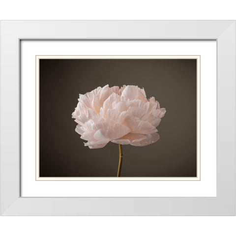 Peony flower White Modern Wood Framed Art Print with Double Matting by Frank, Assaf