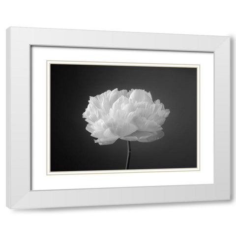 Peony flower White Modern Wood Framed Art Print with Double Matting by Frank, Assaf