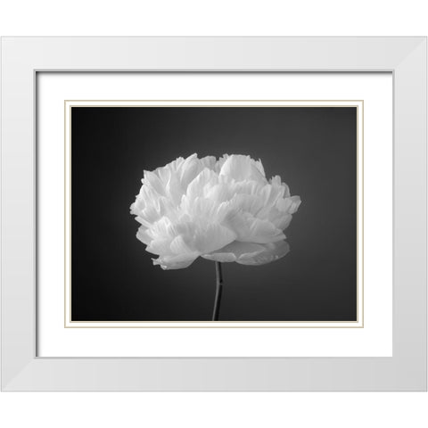Peony flower White Modern Wood Framed Art Print with Double Matting by Frank, Assaf