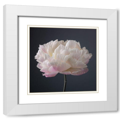 Peony flower White Modern Wood Framed Art Print with Double Matting by Frank, Assaf