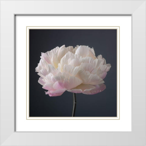 Peony flower White Modern Wood Framed Art Print with Double Matting by Frank, Assaf