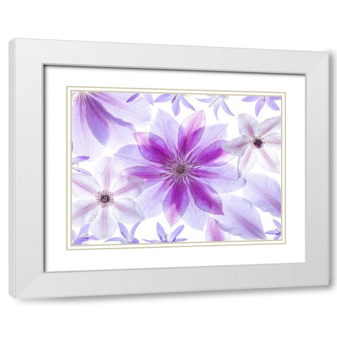 Clematis flowers White Modern Wood Framed Art Print with Double Matting by Frank, Assaf