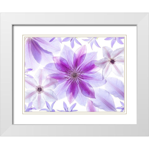 Clematis flowers White Modern Wood Framed Art Print with Double Matting by Frank, Assaf