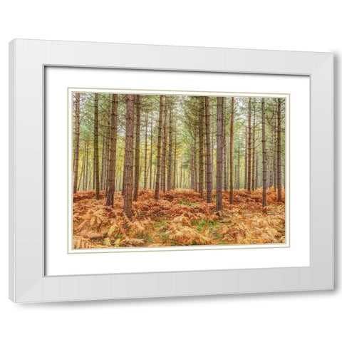 Tall trees in Autumn forest White Modern Wood Framed Art Print with Double Matting by Frank, Assaf
