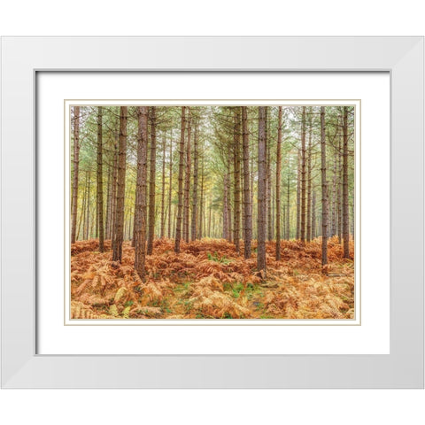 Tall trees in Autumn forest White Modern Wood Framed Art Print with Double Matting by Frank, Assaf