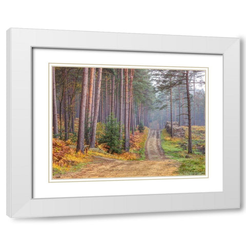 Road through Autumn forest White Modern Wood Framed Art Print with Double Matting by Frank, Assaf