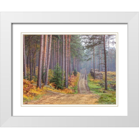 Road through Autumn forest White Modern Wood Framed Art Print with Double Matting by Frank, Assaf