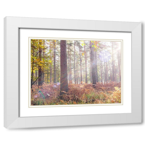 Sun rays in forest White Modern Wood Framed Art Print with Double Matting by Frank, Assaf