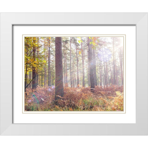 Sun rays in forest White Modern Wood Framed Art Print with Double Matting by Frank, Assaf