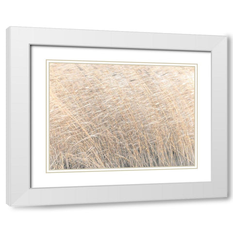 Brown reeds growing in water White Modern Wood Framed Art Print with Double Matting by Frank, Assaf