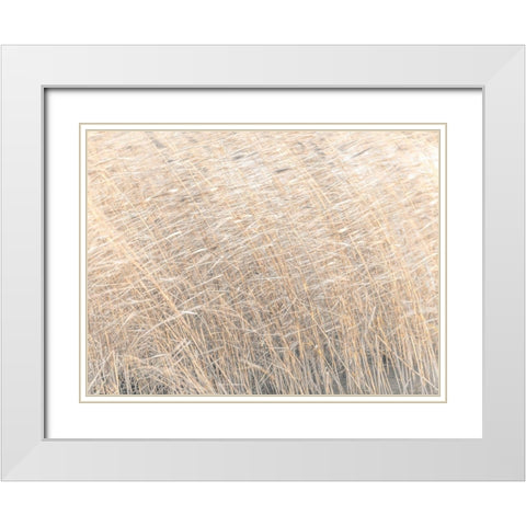 Brown reeds growing in water White Modern Wood Framed Art Print with Double Matting by Frank, Assaf
