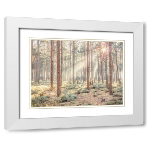 Misty forest with sunrays White Modern Wood Framed Art Print with Double Matting by Frank, Assaf