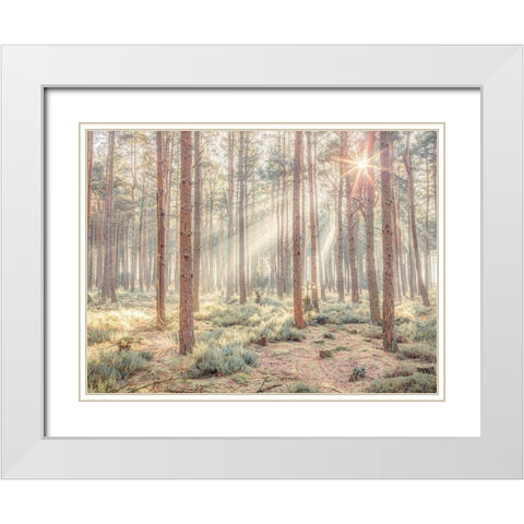 Misty forest with sunrays White Modern Wood Framed Art Print with Double Matting by Frank, Assaf