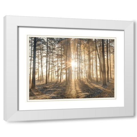 Misty forest with sunrays White Modern Wood Framed Art Print with Double Matting by Frank, Assaf