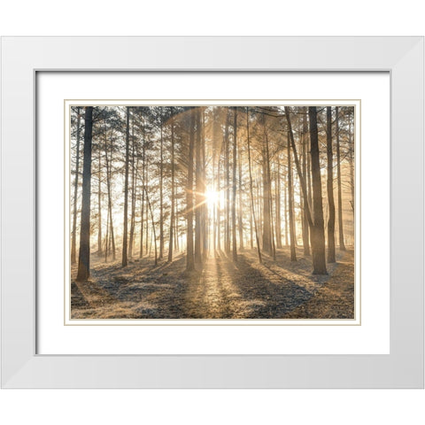 Misty forest with sunrays White Modern Wood Framed Art Print with Double Matting by Frank, Assaf
