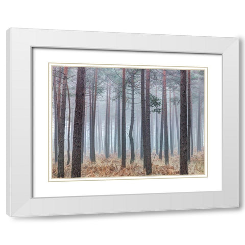 Misty forest with tall trees White Modern Wood Framed Art Print with Double Matting by Frank, Assaf