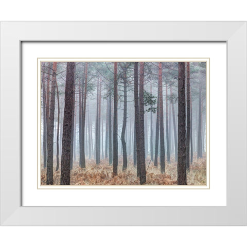 Misty forest with tall trees White Modern Wood Framed Art Print with Double Matting by Frank, Assaf