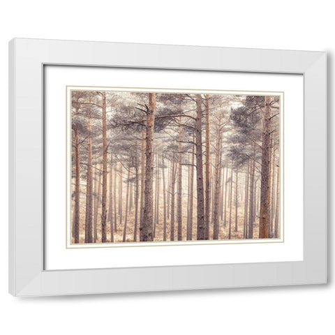 Misty forest with tall trees White Modern Wood Framed Art Print with Double Matting by Frank, Assaf