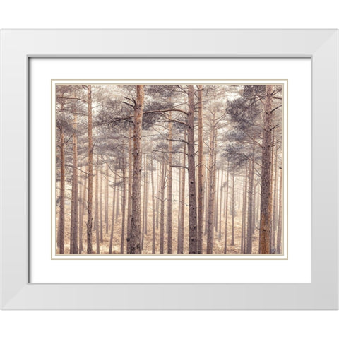 Misty forest with tall trees White Modern Wood Framed Art Print with Double Matting by Frank, Assaf