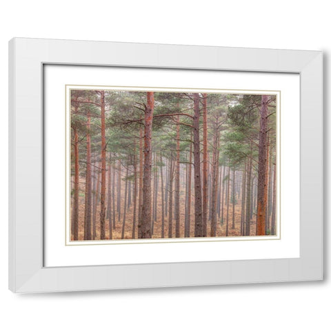 Misty forest with tall trees White Modern Wood Framed Art Print with Double Matting by Frank, Assaf