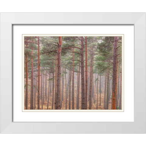 Misty forest with tall trees White Modern Wood Framed Art Print with Double Matting by Frank, Assaf