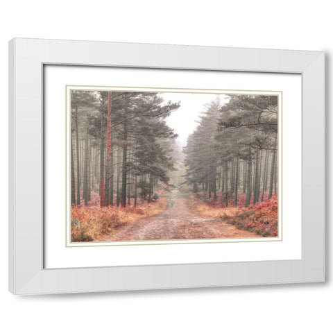 Pathway through misty forest, FTBR 1847 White Modern Wood Framed Art Print with Double Matting by Frank, Assaf