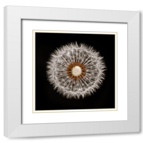 Dandelion Clock over black background White Modern Wood Framed Art Print with Double Matting by Frank, Assaf