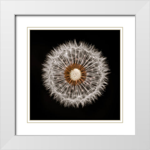 Dandelion Clock over black background White Modern Wood Framed Art Print with Double Matting by Frank, Assaf