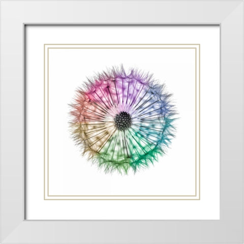 Dandelion Clock over white background White Modern Wood Framed Art Print with Double Matting by Frank, Assaf