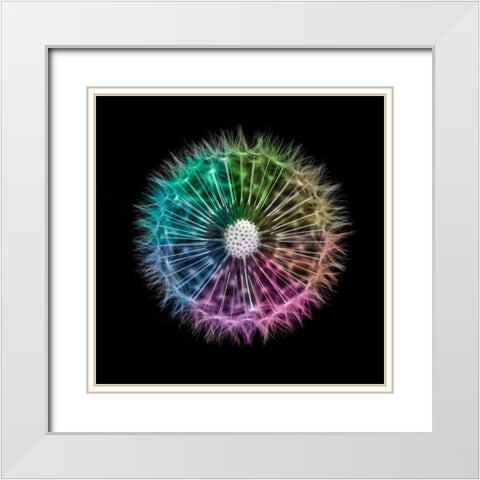 Dandelion Clock over black background White Modern Wood Framed Art Print with Double Matting by Frank, Assaf