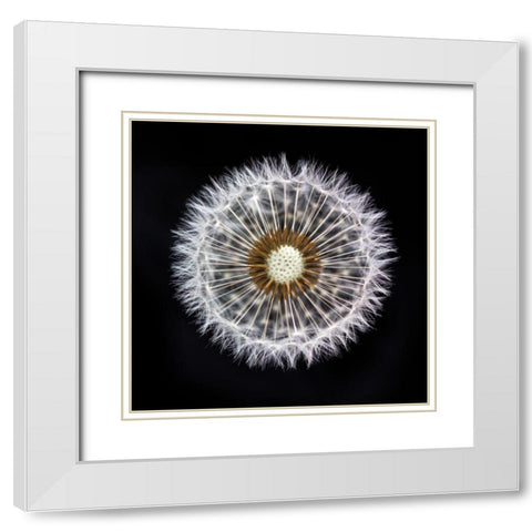 Dandelion Clock White Modern Wood Framed Art Print with Double Matting by Frank, Assaf