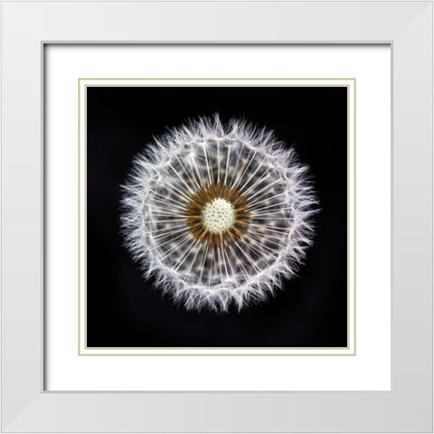 Dandelion Clock White Modern Wood Framed Art Print with Double Matting by Frank, Assaf