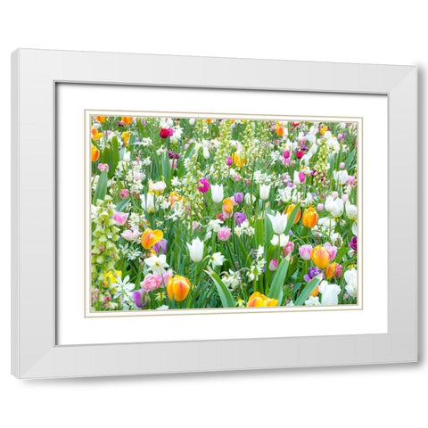 Colorful Tulip flowers White Modern Wood Framed Art Print with Double Matting by Frank, Assaf
